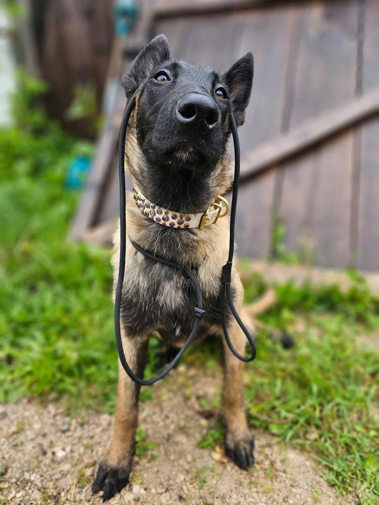 RnR K9 Leashes