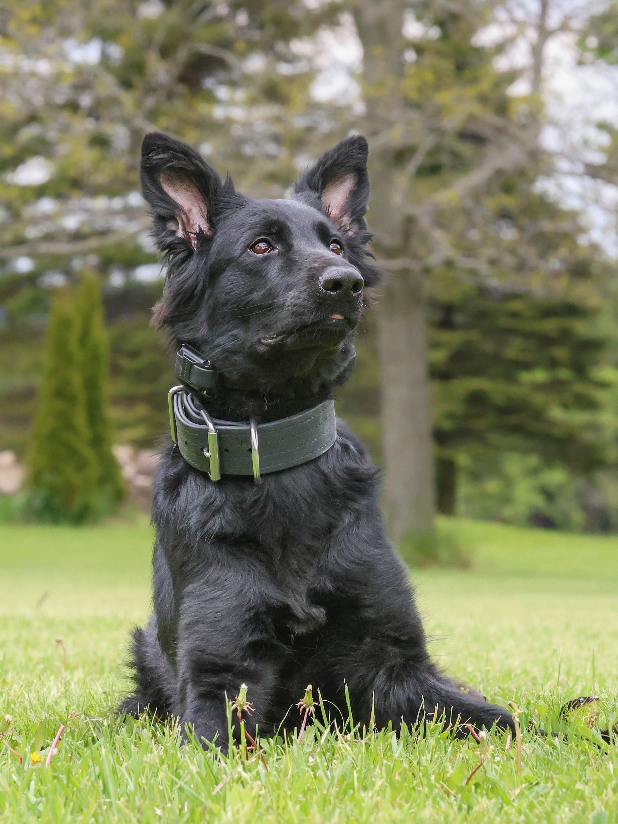 RnR K9 Dog Collars