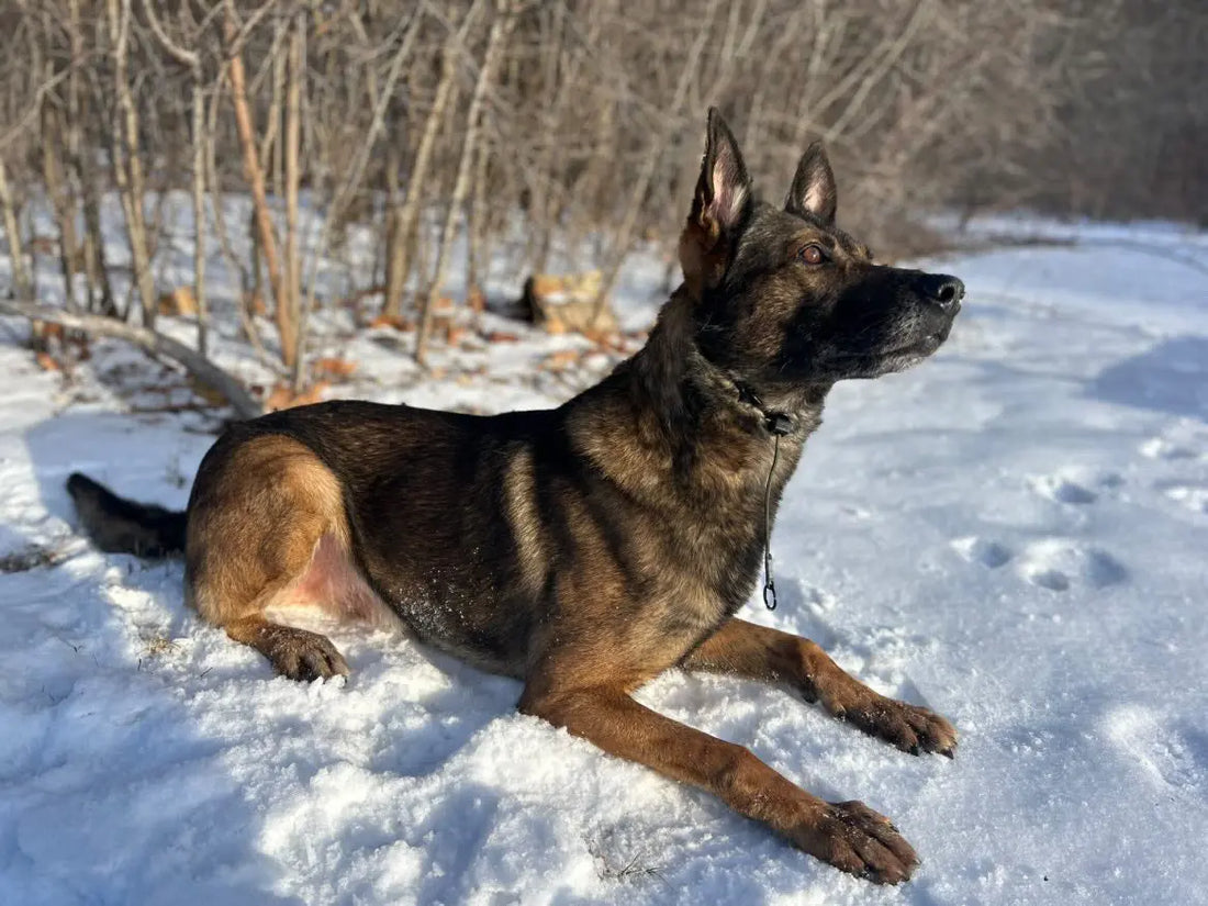 Understanding Dominant Dog Collars and Their Benefits - RnR K9