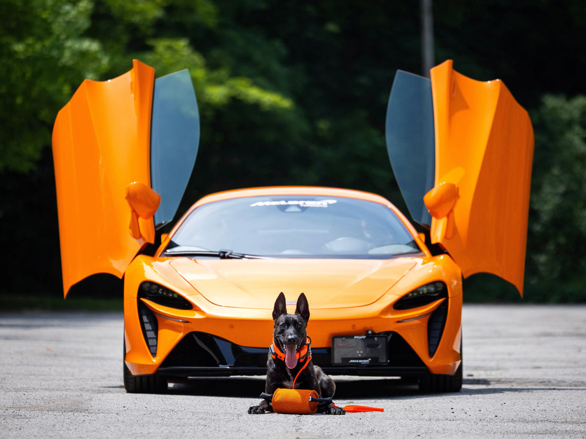 RNRK9 orange safety strap - Performance Collection