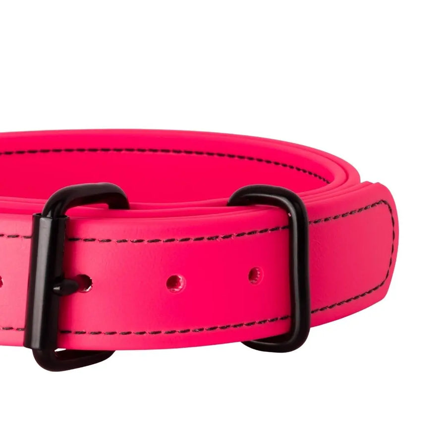 Close-up of neon pink 1.5" Trial Collar roller buckle, RNRK9