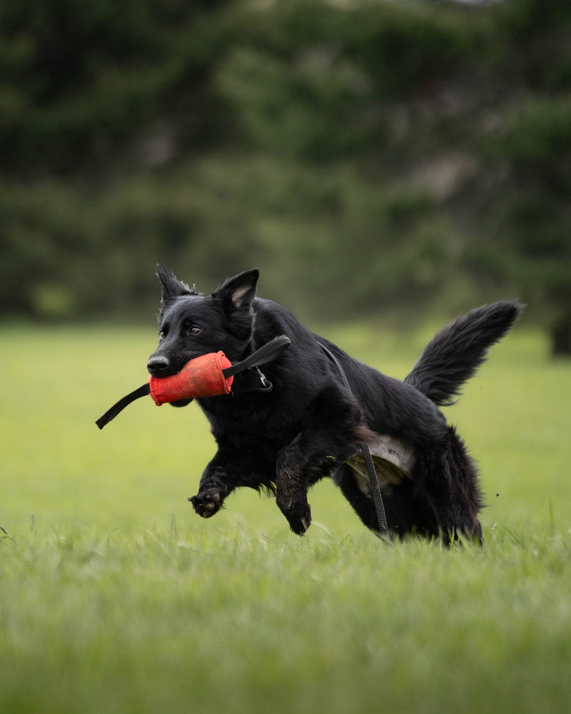 Training & bite work
