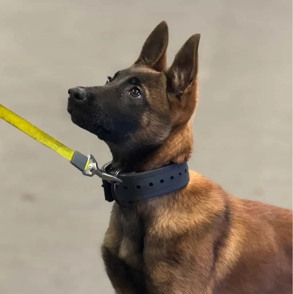 The Mini Trial Collars RnR K9