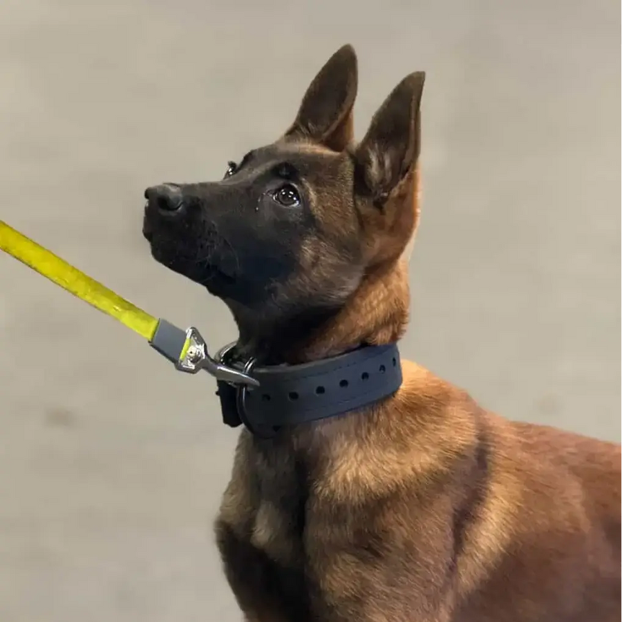 The Mini Trial Collars RnR K9