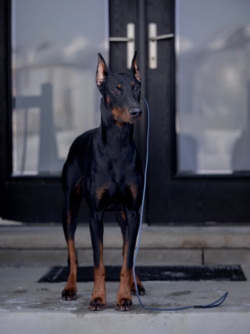 Leashes