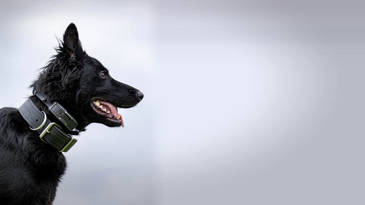 German Shepherd wearing a RNRK9 black Trial Collar
